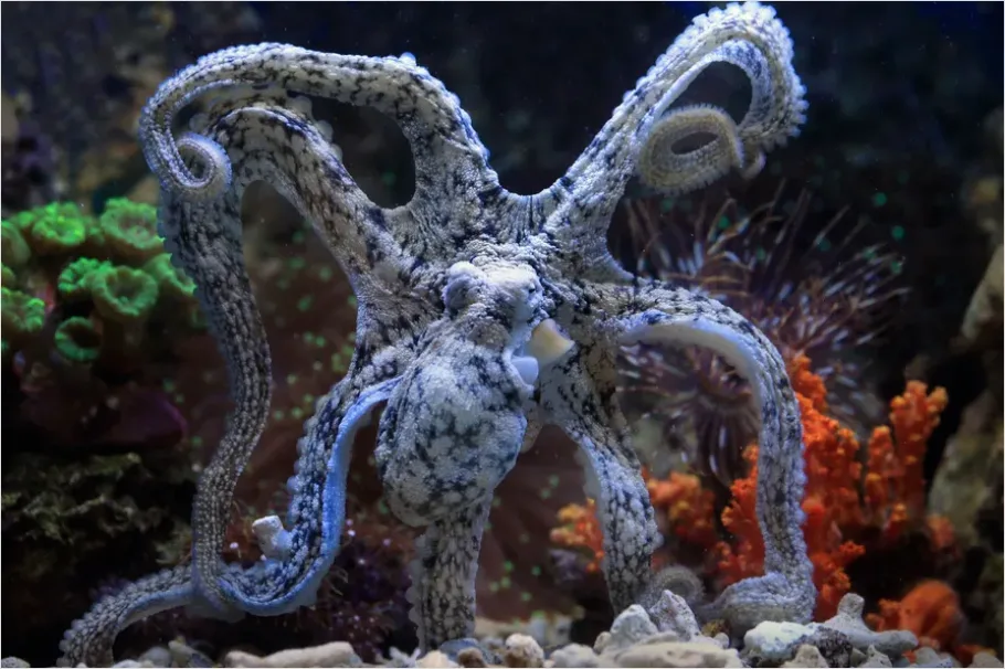 Detail Octopus Close Up Photo Number 5