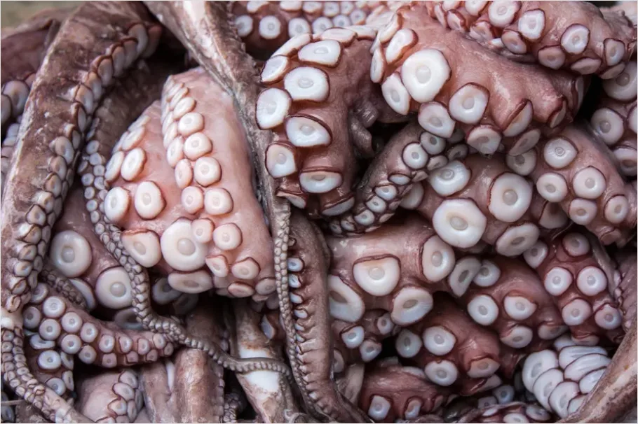 Detail Octopus Close Up Photo Number 6