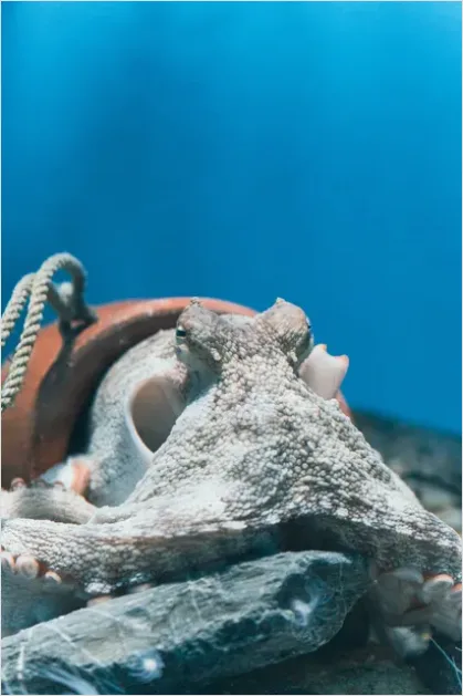 Detail Octopus Close Up Photo Number 7