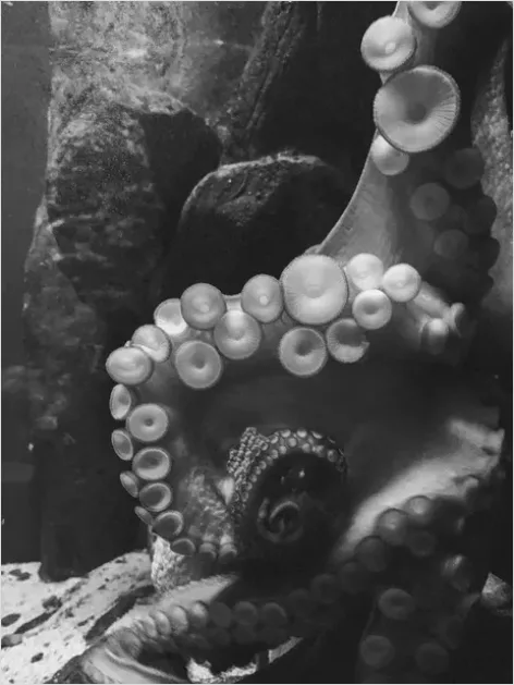 Detail Octopus Close Up Photo Number 8
