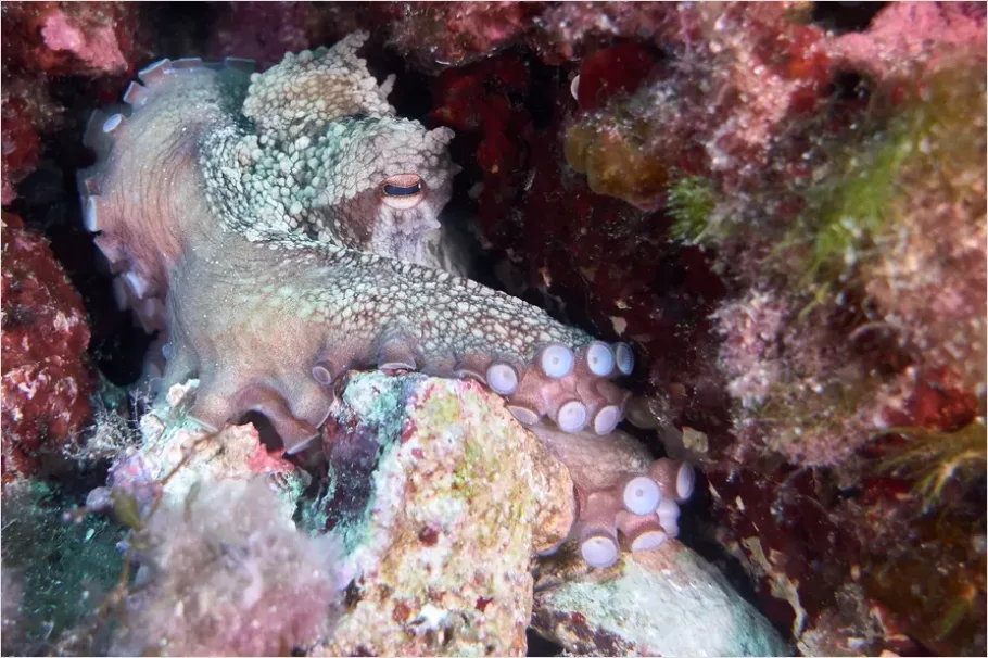 Detail Octopus Close Up Photo Number 10