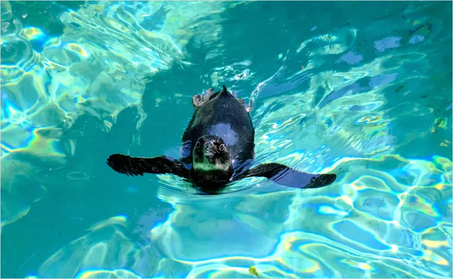 Detail Penguin Underwater Swimming Photo Number 2