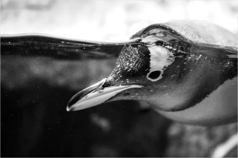 Detail Penguin Underwater Swimming Photo Number 11