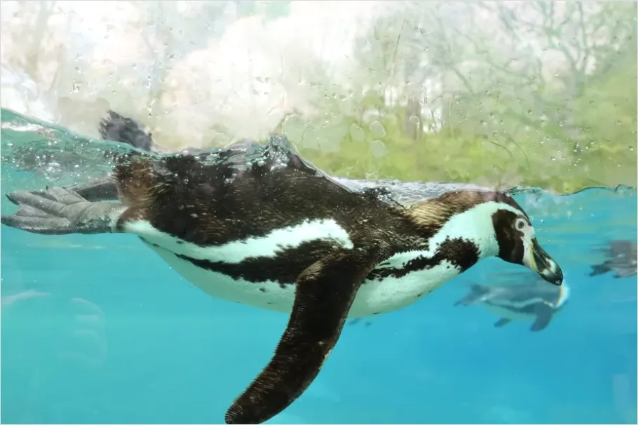 Detail Penguin Underwater Swimming Photo Number 12