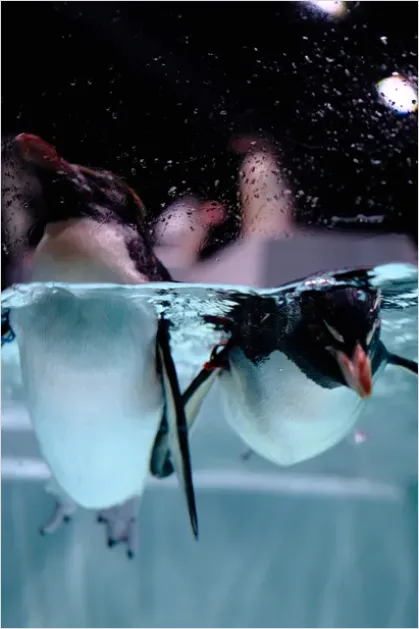 Detail Penguin Underwater Swimming Photo Number 13