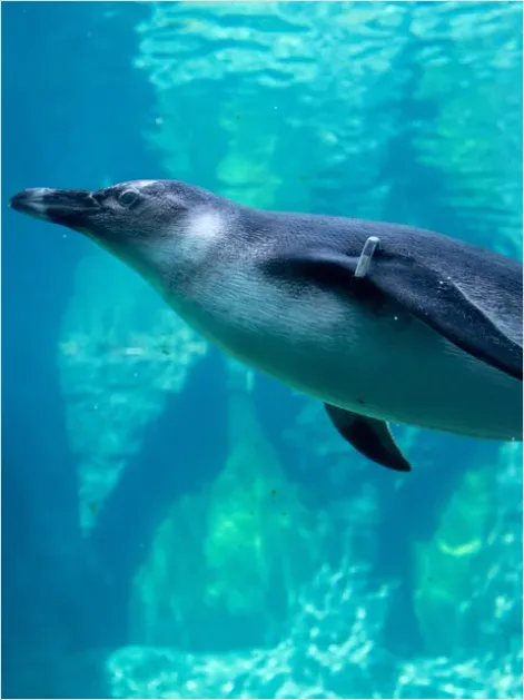 Detail Penguin Underwater Swimming Photo Number 14