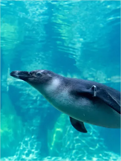Detail Penguin Underwater Swimming Photo Number 3