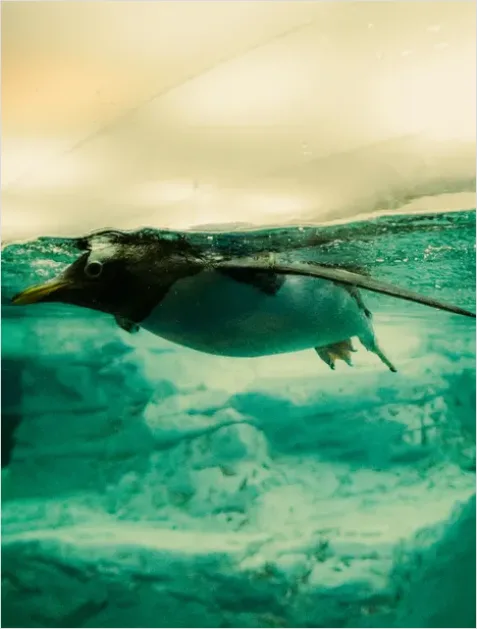 Detail Penguin Underwater Swimming Photo Number 4