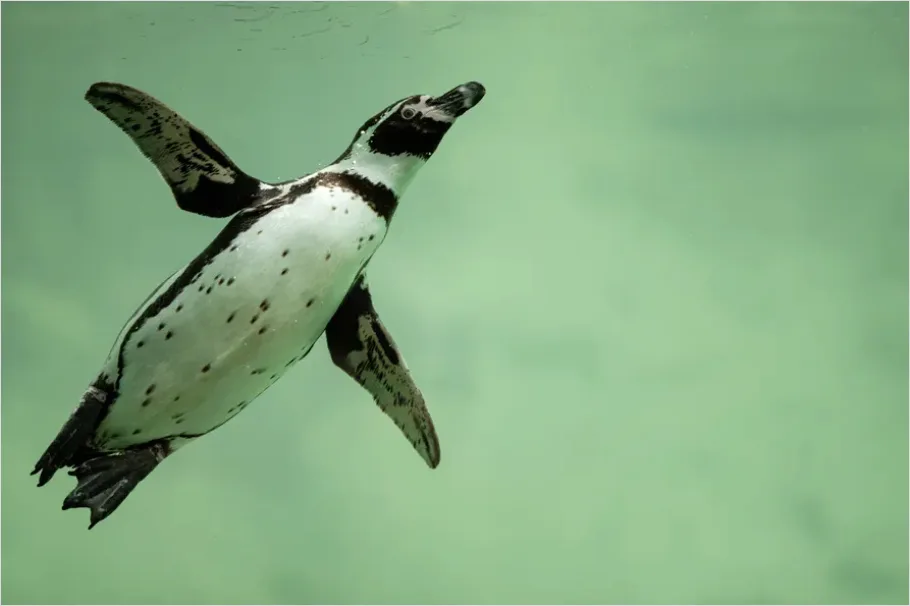 Detail Penguin Underwater Swimming Photo Number 5
