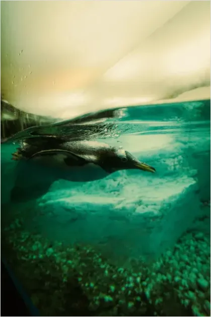 Detail Penguin Underwater Swimming Photo Number 6