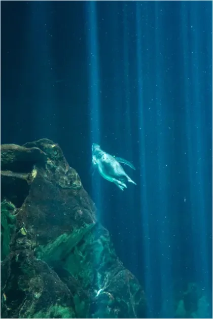 Detail Penguin Underwater Swimming Photo Number 7