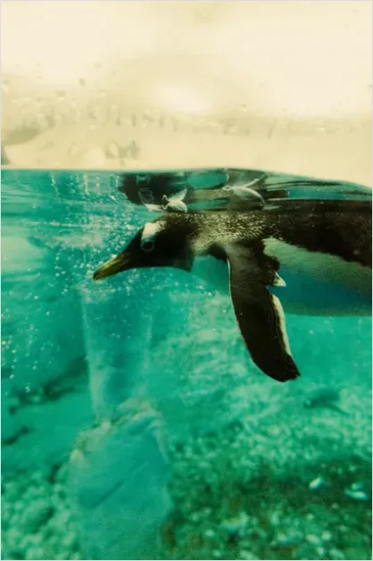 Detail Penguin Underwater Swimming Photo Number 8