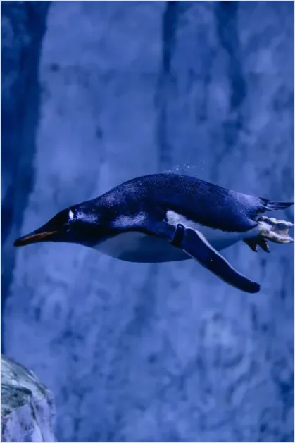 Detail Penguin Underwater Swimming Photo Number 9