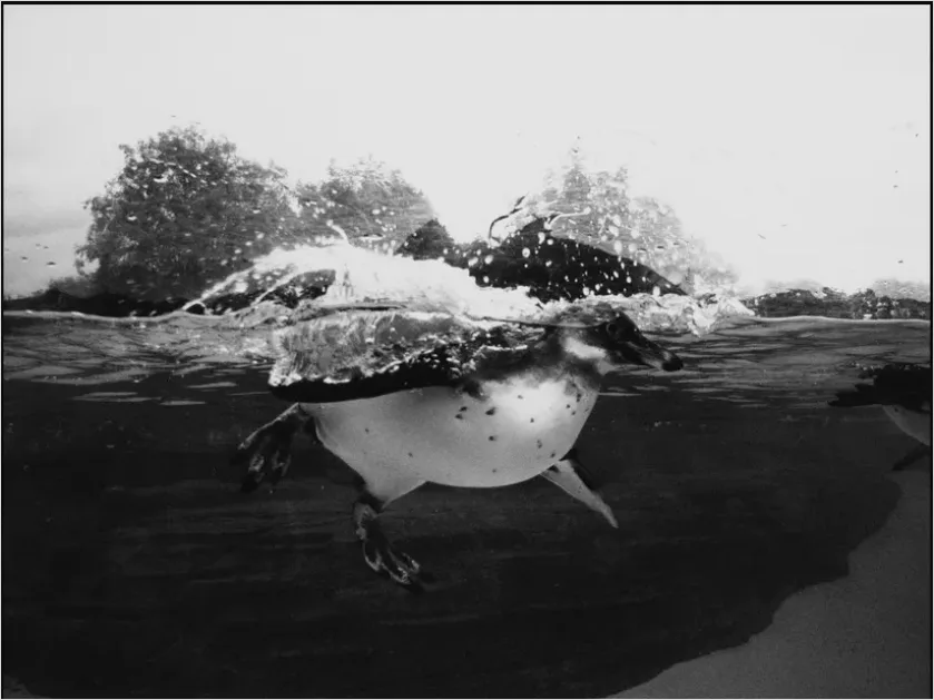 Detail Penguin Underwater Swimming Photo Number 10