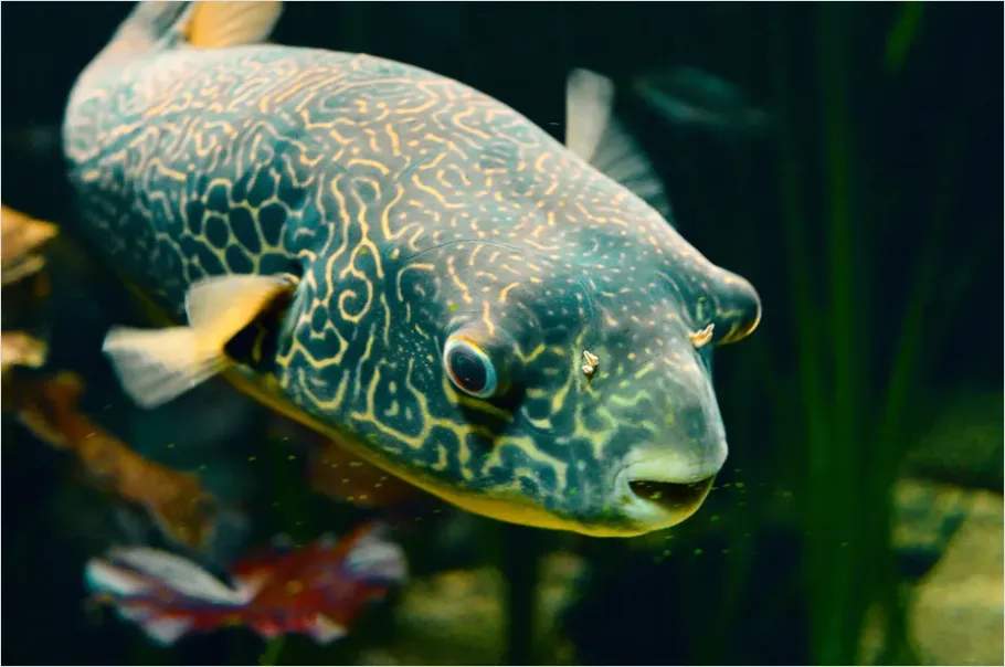 Pufferfish Underwater Close Up 478b