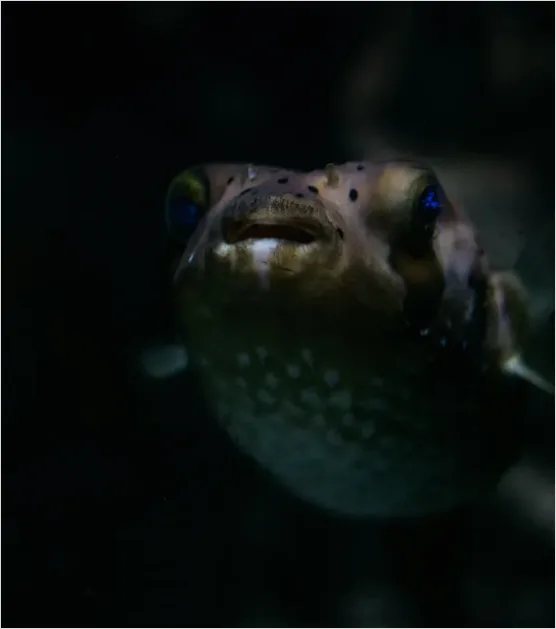 Detail Pufferfish Underwater Close Up Number 2