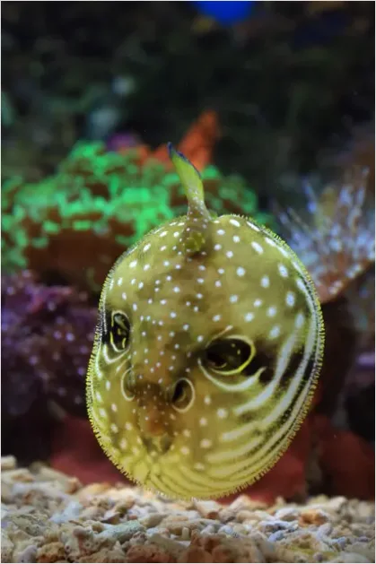 Detail Pufferfish Underwater Close Up Number 11