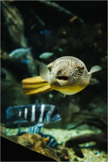 Detail Pufferfish Underwater Close Up Number 12