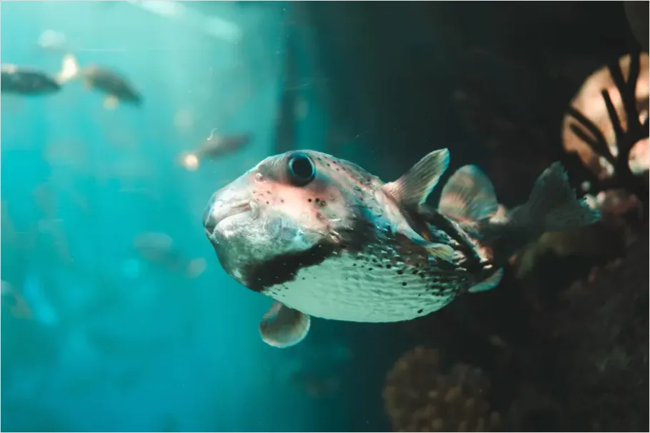 Detail Pufferfish Underwater Close Up Number 13