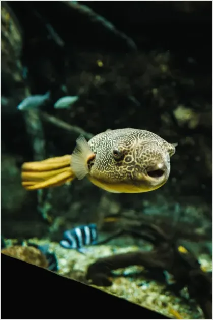 Detail Pufferfish Underwater Close Up Number 14