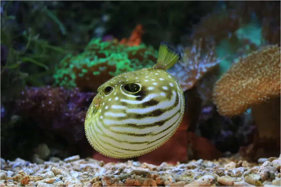 Detail Pufferfish Underwater Close Up Number 16