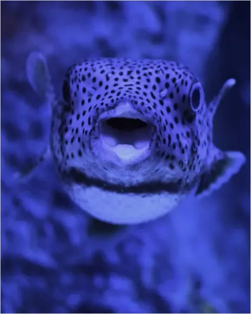 Detail Pufferfish Underwater Close Up Number 3