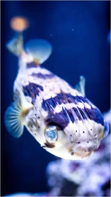 Detail Pufferfish Underwater Close Up Number 4