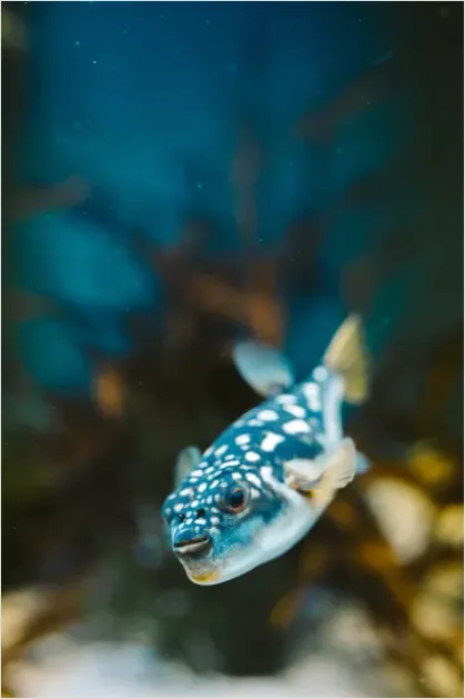 Detail Pufferfish Underwater Close Up Number 6