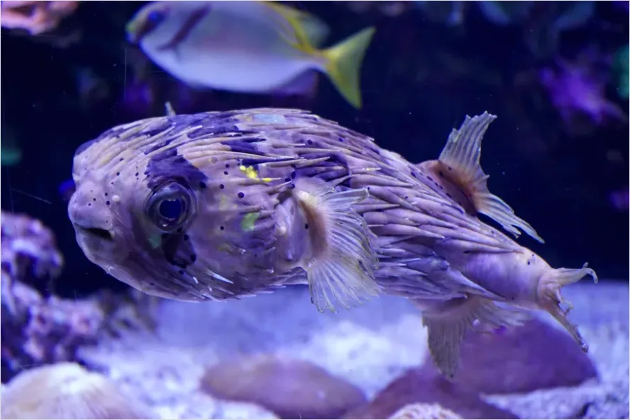 Detail Pufferfish Underwater Close Up Number 7
