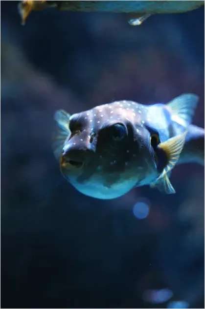 Detail Pufferfish Underwater Close Up Number 8