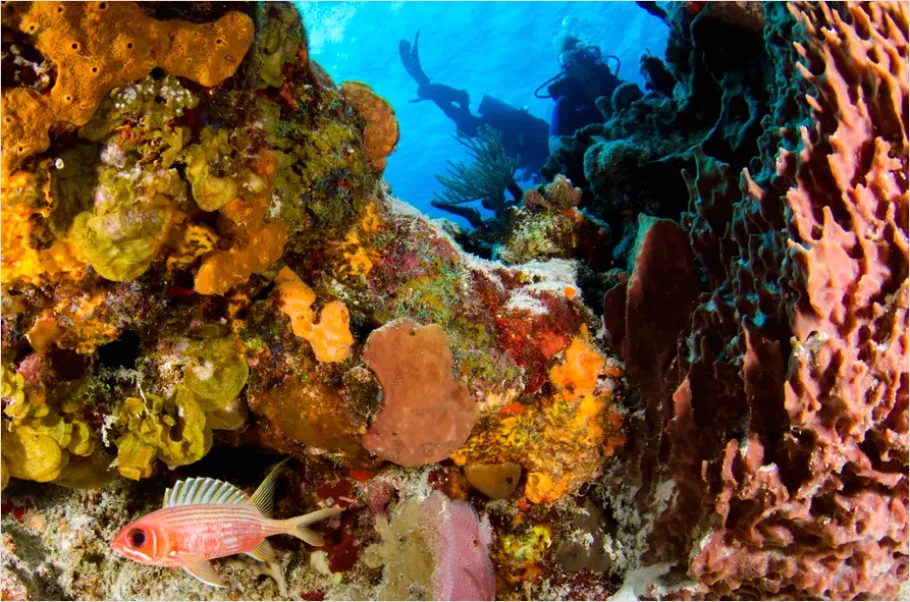 Scuba Diver Coral Reef Photo 95ef