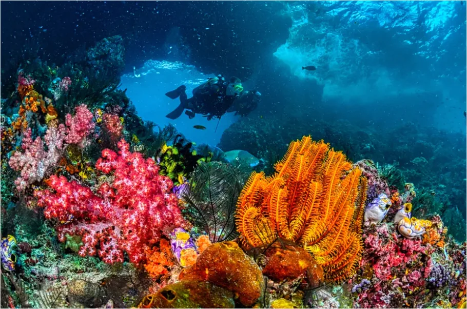 Detail Scuba Diver Coral Reef Photo Number 2