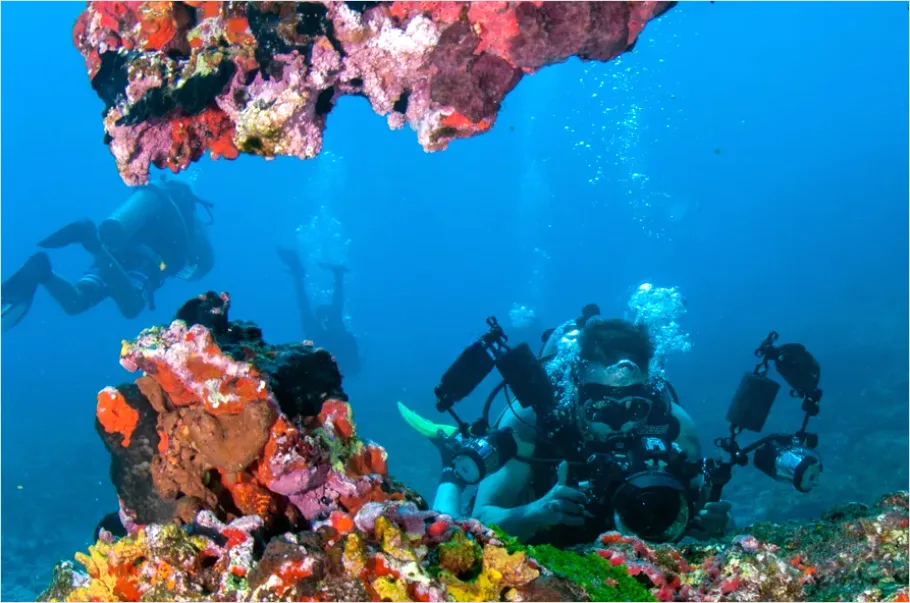 Detail Scuba Diver Coral Reef Photo Number 11