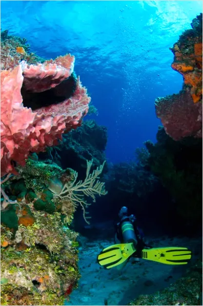 Detail Scuba Diver Coral Reef Photo Number 12