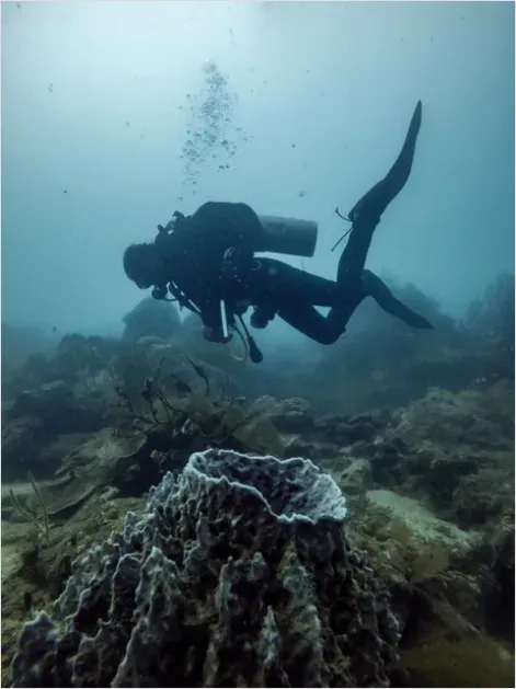 Detail Scuba Diver Coral Reef Photo Number 14