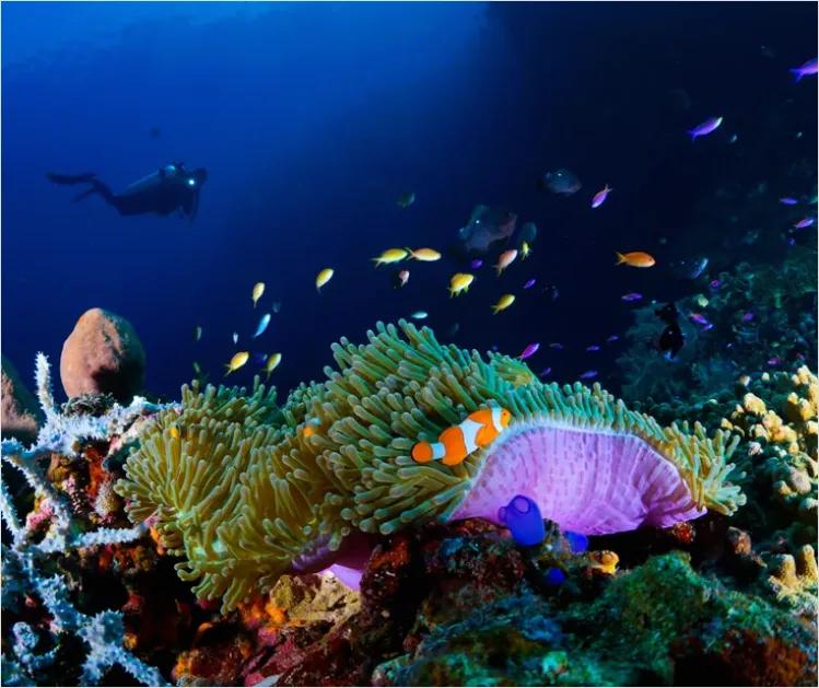 Detail Scuba Diver Coral Reef Photo Number 15