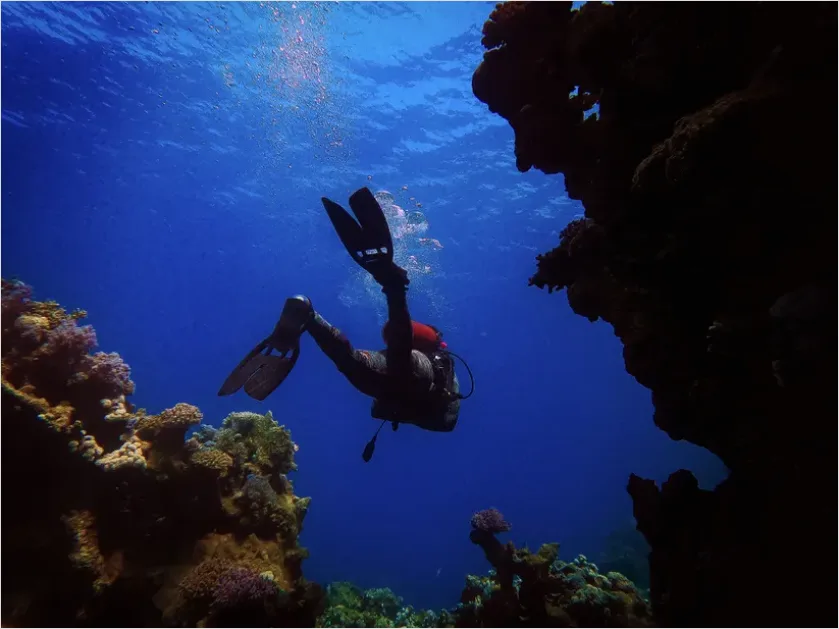 Detail Scuba Diver Coral Reef Photo Number 16