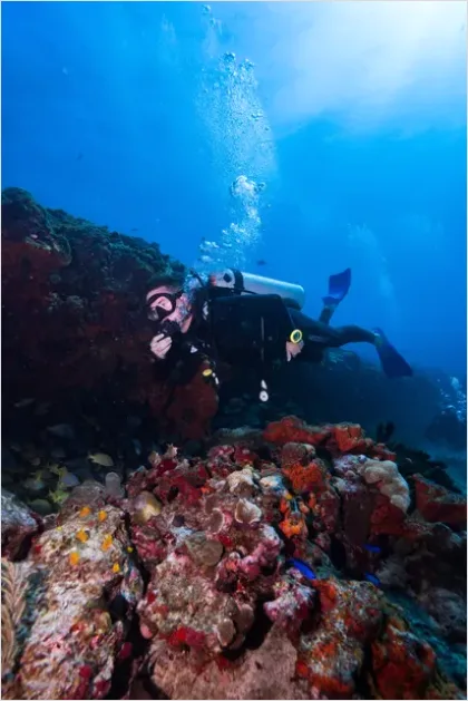 Detail Scuba Diver Coral Reef Photo Number 3