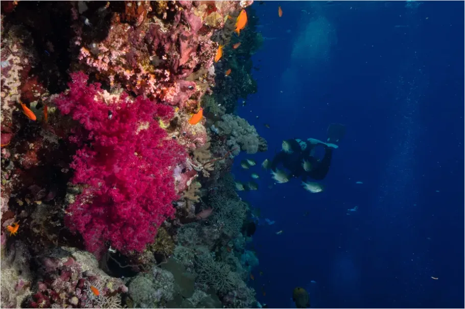 Detail Scuba Diver Coral Reef Photo Number 4