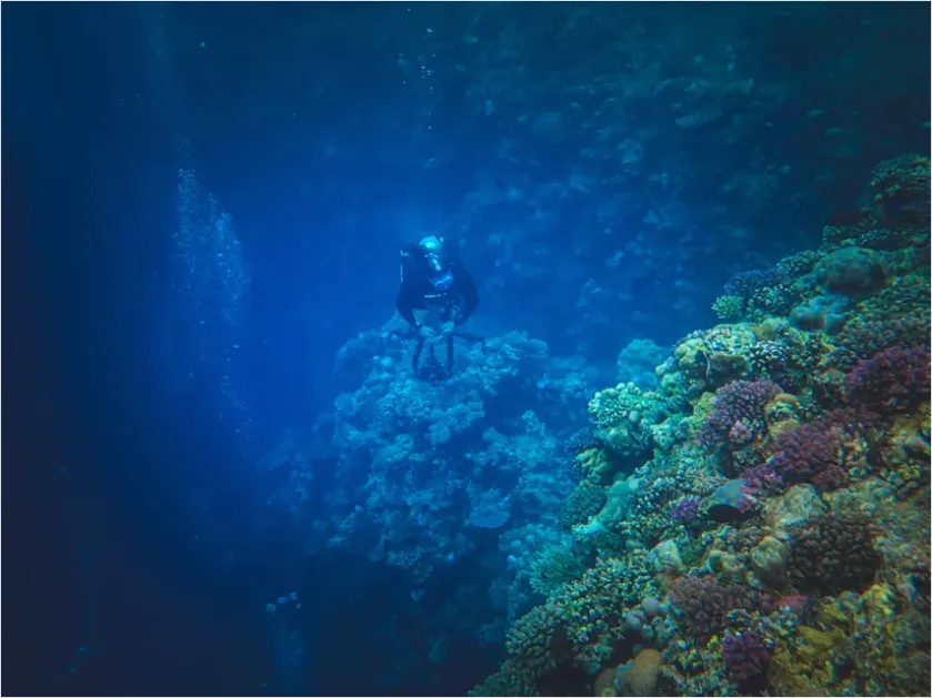 Detail Scuba Diver Coral Reef Photo Number 6