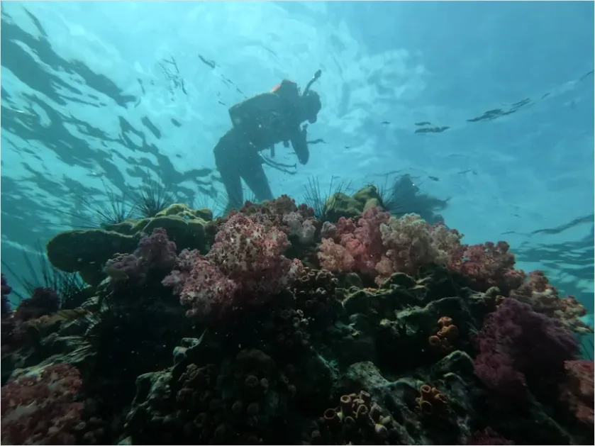 Detail Scuba Diver Coral Reef Photo Number 8