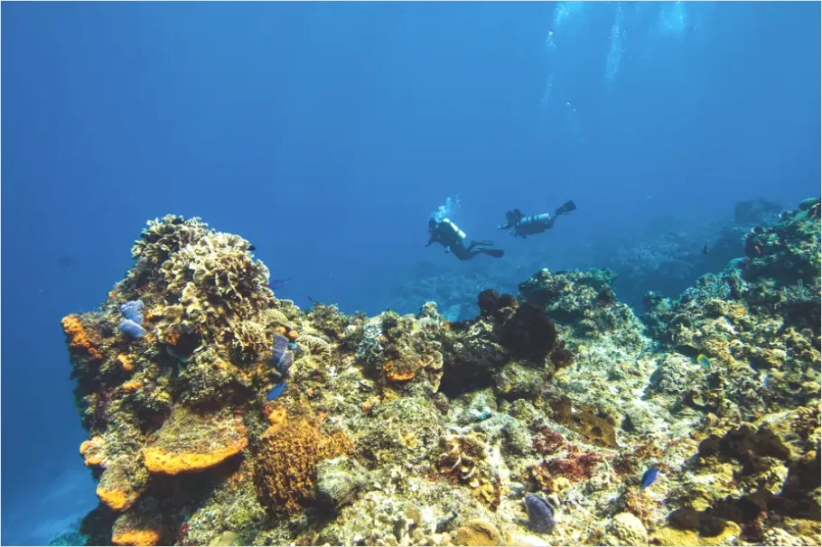 Detail Scuba Diver Coral Reef Photo Number 10
