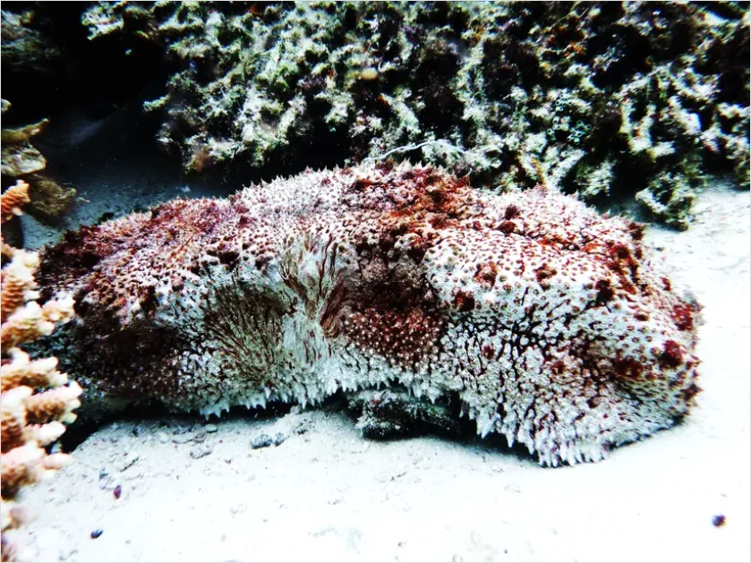 Sea Cucumber Underwater Photo 541b
