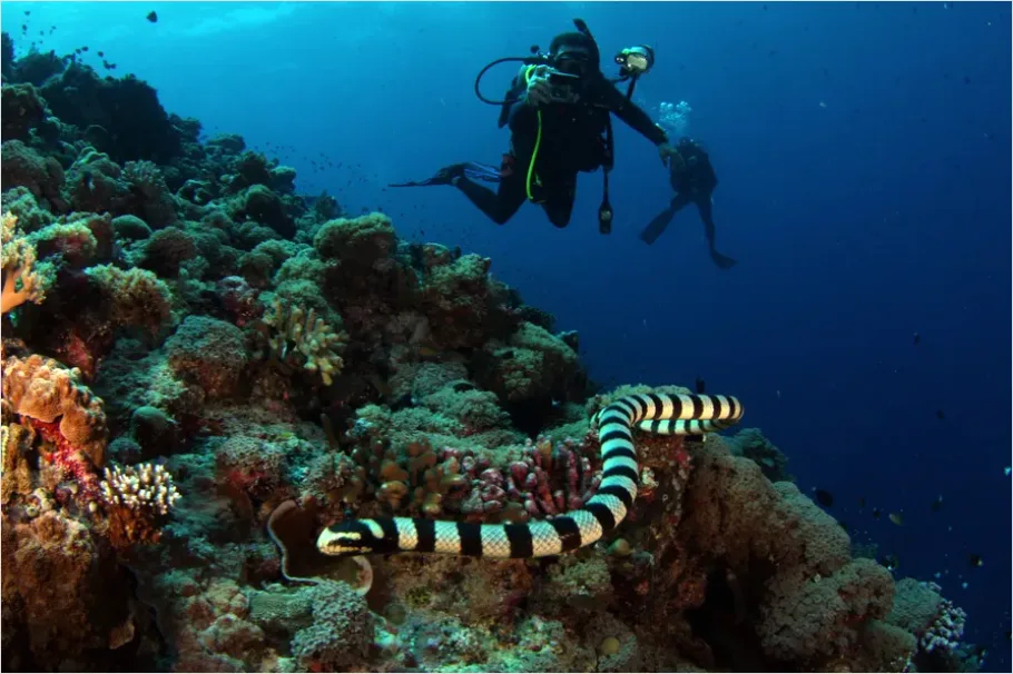 Sea Snake Underwater Photo A986
