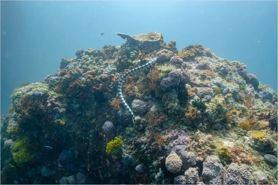 Detail Sea Snake Underwater Photo Number 2
