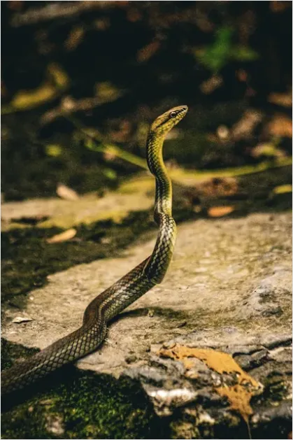 Detail Sea Snake Underwater Photo Number 12