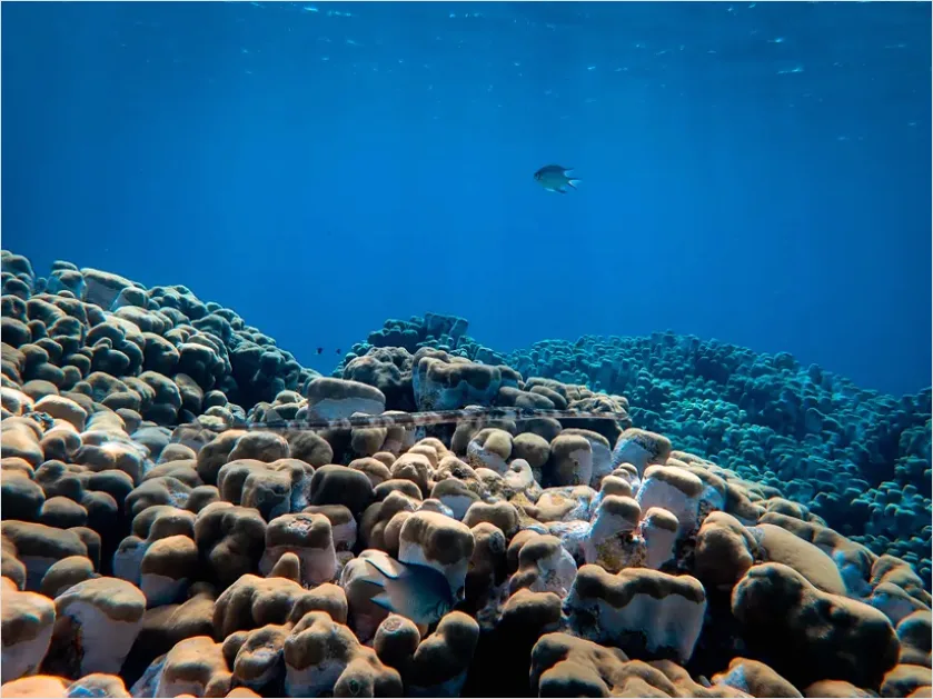 Detail Sea Snake Underwater Photo Number 13
