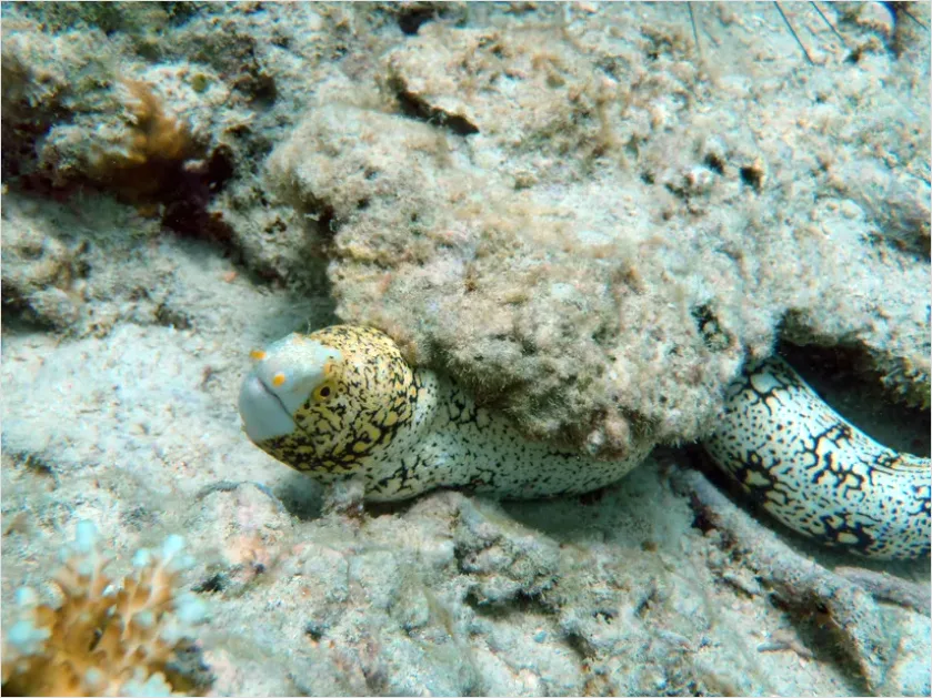 Detail Sea Snake Underwater Photo Number 14