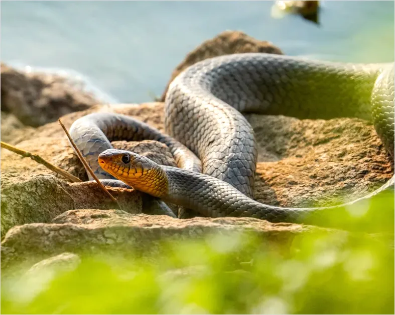 Detail Sea Snake Underwater Photo Number 16