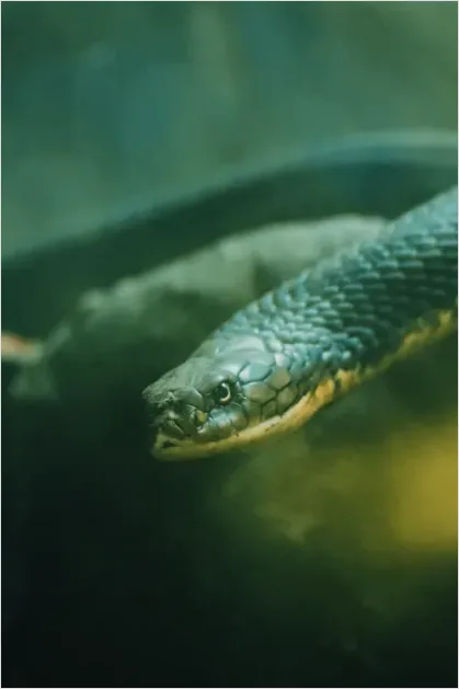Detail Sea Snake Underwater Photo Number 3